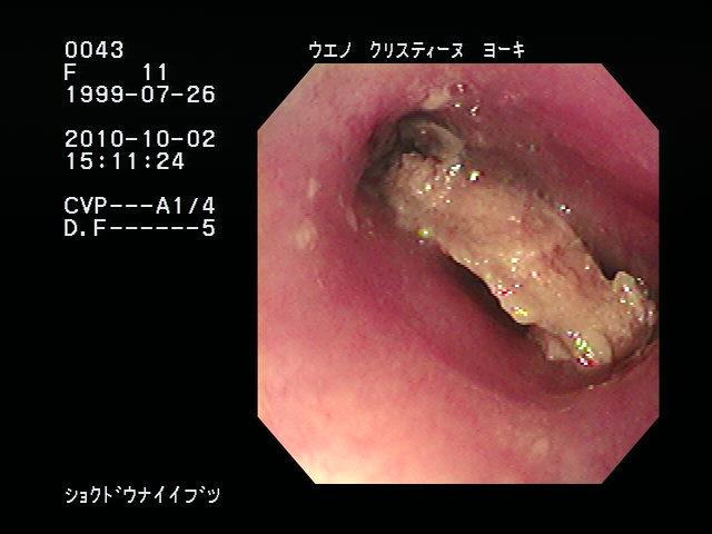 ペットが異物を口にした時 綾部動物病院