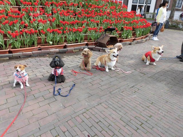 犬連れ旅行 In長崎県佐世保市 ハウステンボス 綾部動物病院